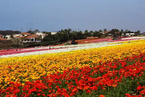 Rows of orange, yellow and red ranunculus flowers at the Carlsbad Flower Fields in spring